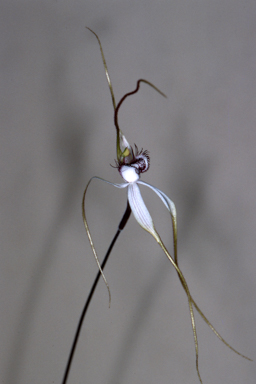 APII jpeg image of Caladenia longicauda subsp. borealis  © contact APII