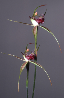 APII jpeg image of Caladenia paludosa  © contact APII