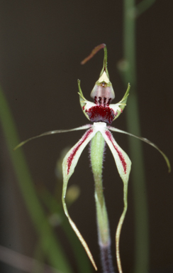 APII jpeg image of Caladenia phaeoclavia  © contact APII