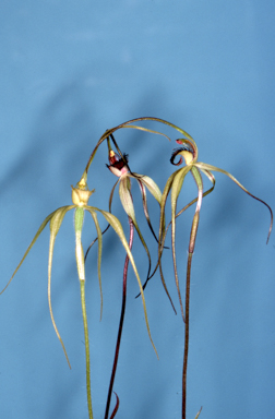 APII jpeg image of Caladenia patersonii  © contact APII