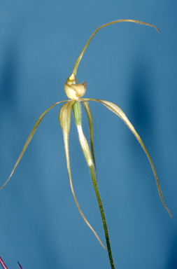 APII jpeg image of Caladenia patersonii  © contact APII