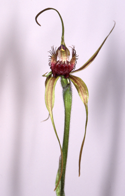 APII jpeg image of Caladenia pectinata  © contact APII