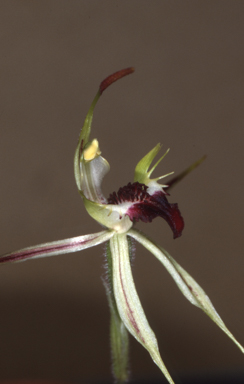 APII jpeg image of Caladenia phaeoclavia  © contact APII