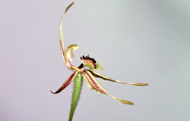 APII jpeg image of Caladenia plicata  © contact APII