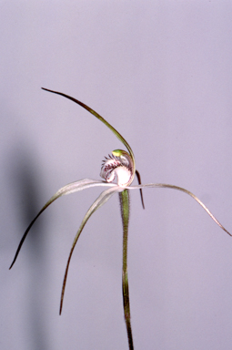 APII jpeg image of Caladenia saggicola  © contact APII