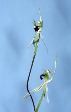 APII jpeg image of Caladenia verrucosa  © contact APII