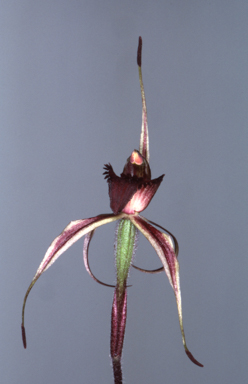 APII jpeg image of Arachnorchis reticulata  © contact APII