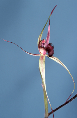 APII jpeg image of Caladenia reticulata  © contact APII