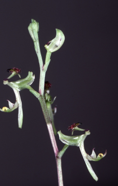 APII jpeg image of Arthrochilus irritabilis  © contact APII