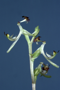 APII jpeg image of Arthrochilus irritabilis  © contact APII