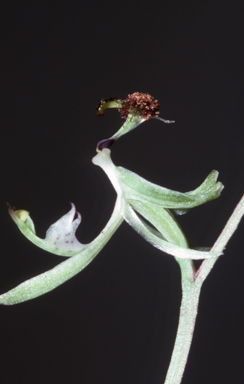 APII jpeg image of Arthrochilus prolixus  © contact APII