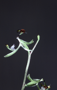 APII jpeg image of Arthrochilus prolixus  © contact APII