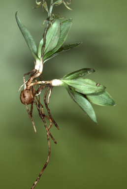 APII jpeg image of Arthrochilus prolixus  © contact APII