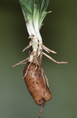 APII jpeg image of Arthrochilus prolixus  © contact APII