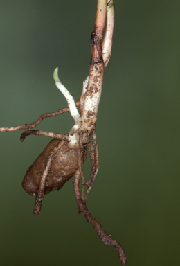 APII jpeg image of Arthrochilus prolixus  © contact APII