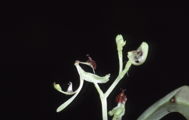 APII jpeg image of Arthrochilus rosulatus  © contact APII