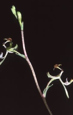 APII jpeg image of Arthrochilus  © contact APII