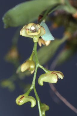 APII jpeg image of Dendrobium schneiderae  © contact APII