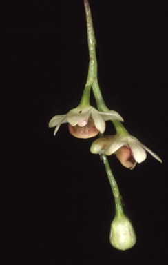 APII jpeg image of Dendrobium schneideriae  © contact APII