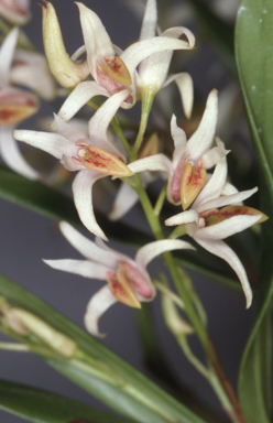 APII jpeg image of Australorchis carrii  © contact APII