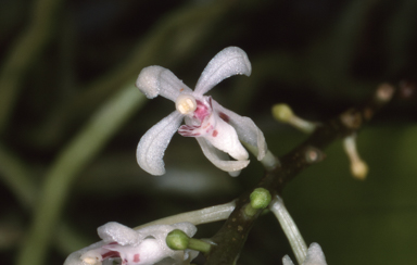 APII jpeg image of Brachypeza archytas  © contact APII