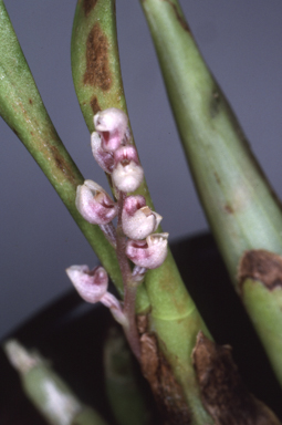 APII jpeg image of Eria queenslandica  © contact APII