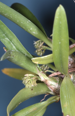 APII jpeg image of Eria retusa  © contact APII