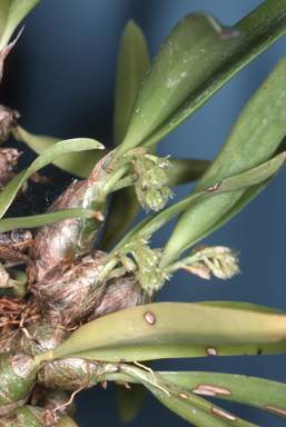 APII jpeg image of Eria retusa  © contact APII