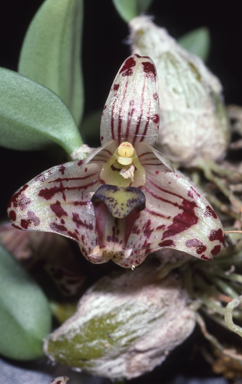 APII jpeg image of Spilorchis weinthalii  © contact APII