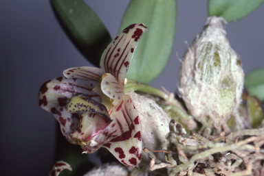 APII jpeg image of Spilorchis weinthalii  © contact APII