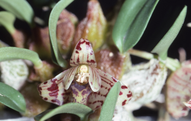 APII jpeg image of Spilorchis weinthalii  © contact APII