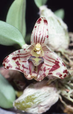 APII jpeg image of Spilorchis weinthalii  © contact APII