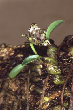 APII jpeg image of Bulbophyllum weinthalii subsp. striatum  © contact APII