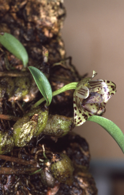 APII jpeg image of Bulbophyllum weinthalii subsp. striatum  © contact APII