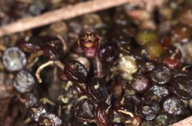 APII jpeg image of Bulbophyllum minutissimum  © contact APII