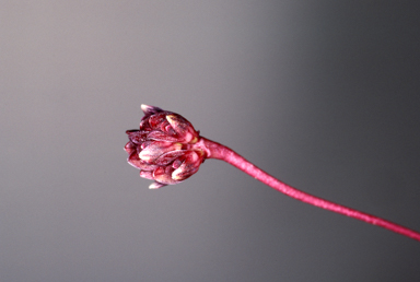 APII jpeg image of Bulbophyllum evasum  © contact APII