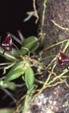 APII jpeg image of Bulbophyllum macphersonii  © contact APII