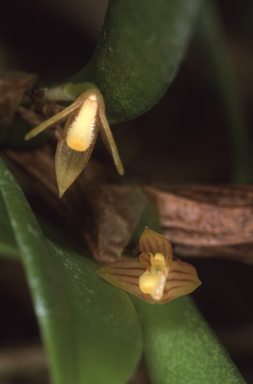 APII jpeg image of Fruticicola radicans  © contact APII