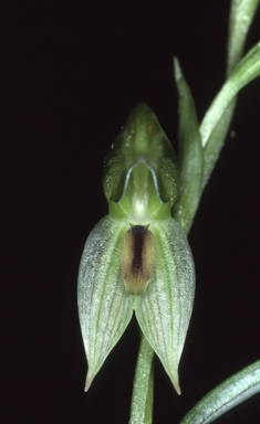 APII jpeg image of Bunochilus tenuis  © contact APII