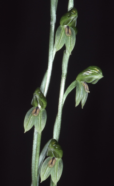 APII jpeg image of Bunochilus tenuis  © contact APII