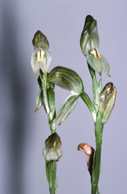 APII jpeg image of Bunochilus montanus  © contact APII
