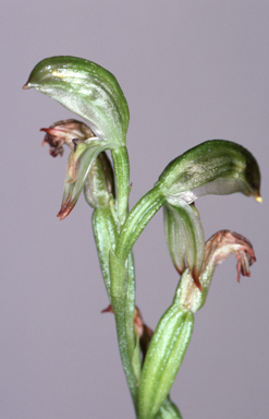 APII jpeg image of Bunochilus montanus  © contact APII