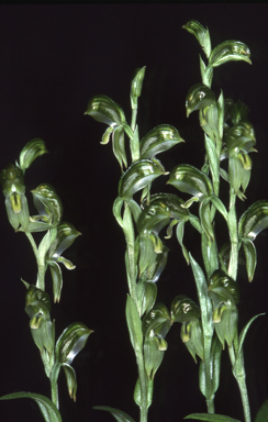 APII jpeg image of Bunochilus viriosus  © contact APII