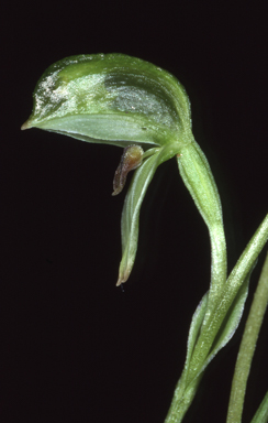 APII jpeg image of Bunochilus lineatus  © contact APII