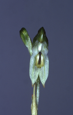 APII jpeg image of Bunochilus vitreus  © contact APII