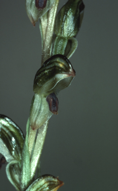 APII jpeg image of Bunochilus williamsonii  © contact APII