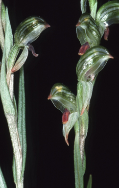 APII jpeg image of Bunochilus williamsonii  © contact APII