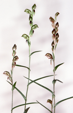 APII jpeg image of Bunochilus williamsonii  © contact APII