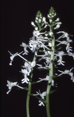 APII jpeg image of Calanthe australasica  © contact APII