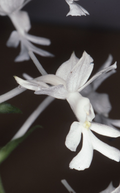 APII jpeg image of Calanthe australasica  © contact APII